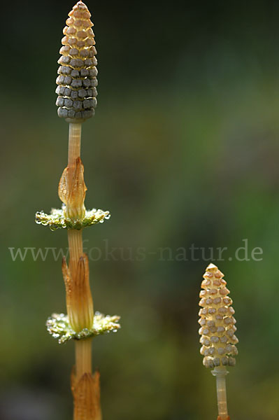 Wald-Schachtelhalm (Equisetum sylvaticum)