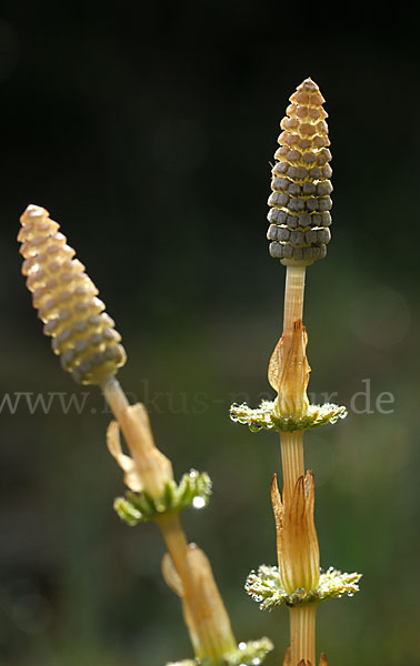 Wald-Schachtelhalm (Equisetum sylvaticum)