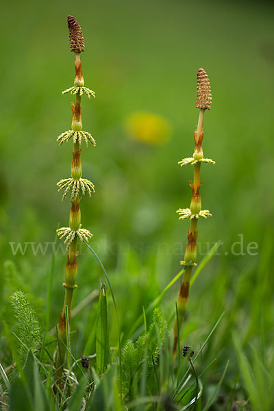 Wald-Schachtelhalm (Equisetum sylvaticum)