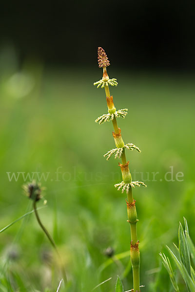 Wald-Schachtelhalm (Equisetum sylvaticum)