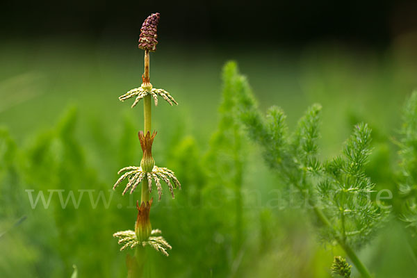 Wald-Schachtelhalm (Equisetum sylvaticum)