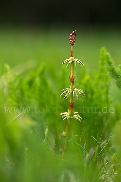 Wald-Schachtelhalm (Equisetum sylvaticum)