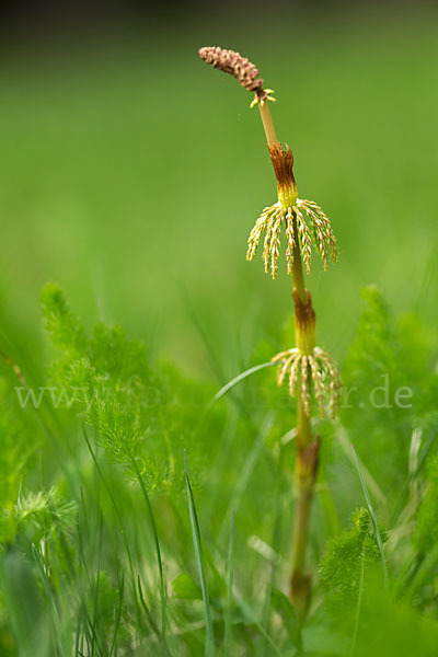 Wald-Schachtelhalm (Equisetum sylvaticum)