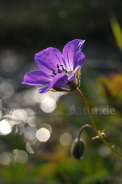 Wald-Storchschnabel (Geranium sylvaticum)