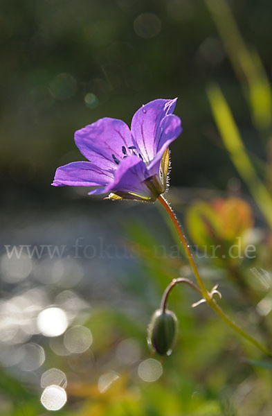 Wald-Storchschnabel (Geranium sylvaticum)