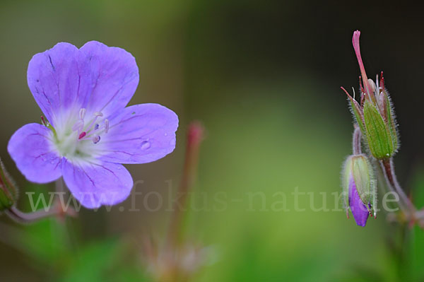 Wald-Storchschnabel (Geranium sylvaticum)