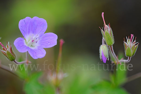 Wald-Storchschnabel (Geranium sylvaticum)