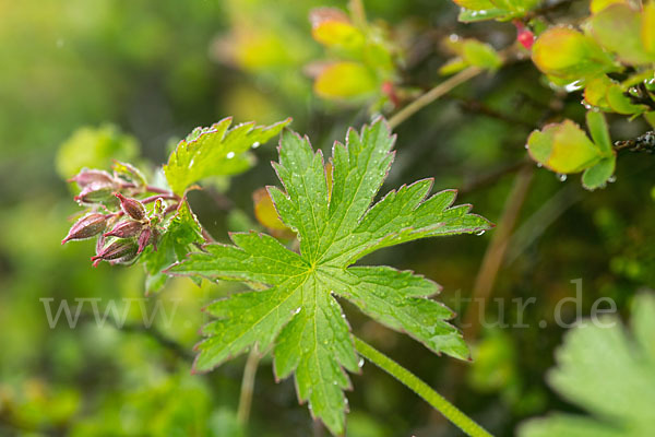 Wald-Storchschnabel (Geranium sylvaticum)