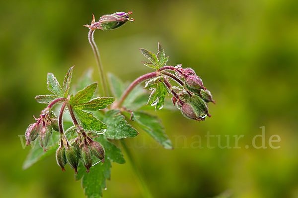 Wald-Storchschnabel (Geranium sylvaticum)