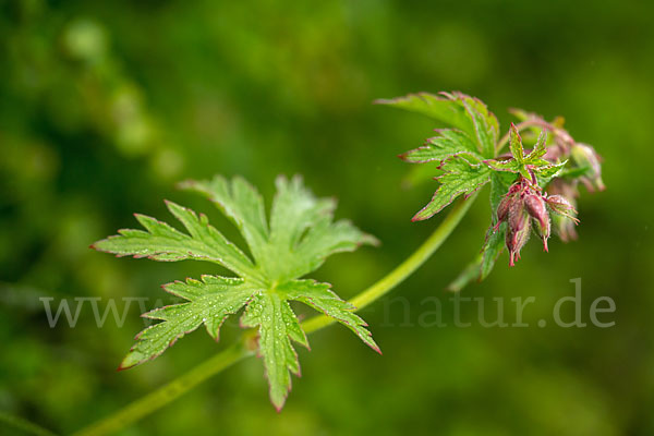 Wald-Storchschnabel (Geranium sylvaticum)