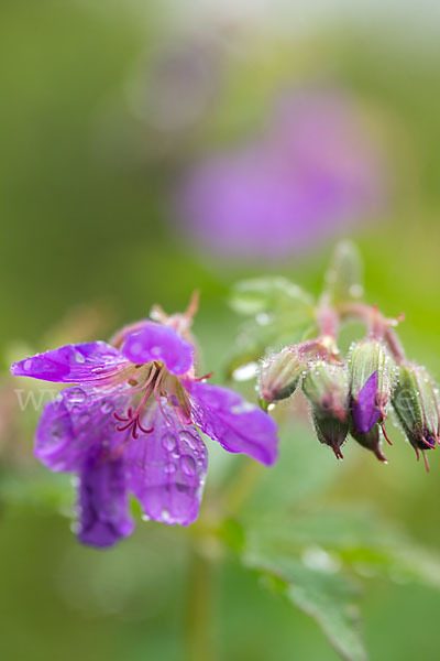 Wald-Storchschnabel (Geranium sylvaticum)