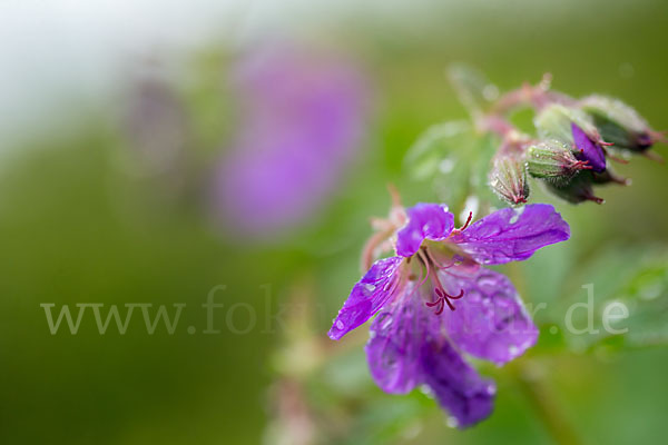 Wald-Storchschnabel (Geranium sylvaticum)