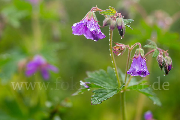 Wald-Storchschnabel (Geranium sylvaticum)