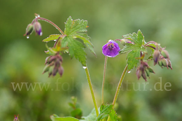 Wald-Storchschnabel (Geranium sylvaticum)