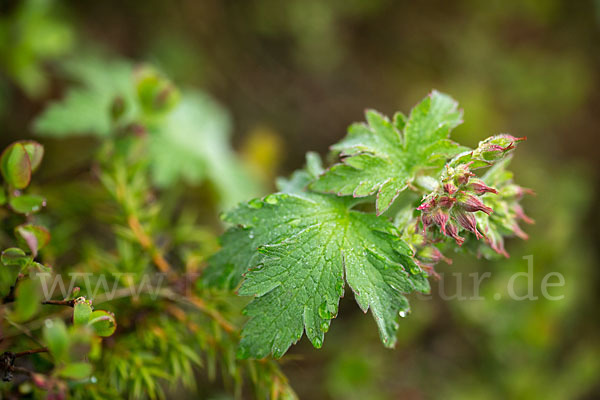 Wald-Storchschnabel (Geranium sylvaticum)