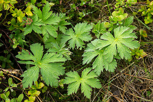 Wald-Storchschnabel (Geranium sylvaticum)