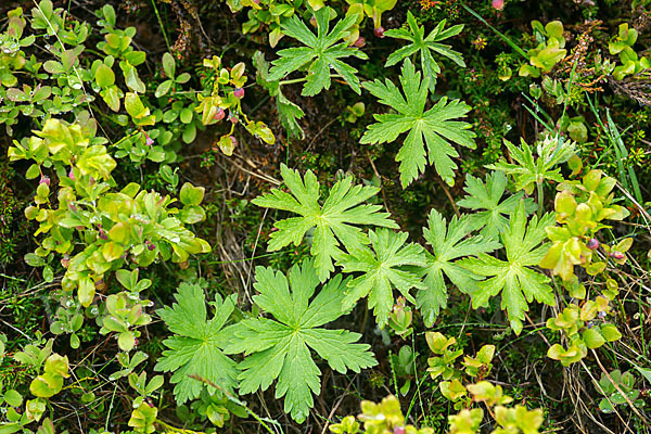 Wald-Storchschnabel (Geranium sylvaticum)