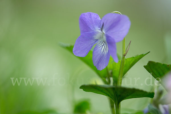 Wald-Veilchen (Viola reichenbachiana)