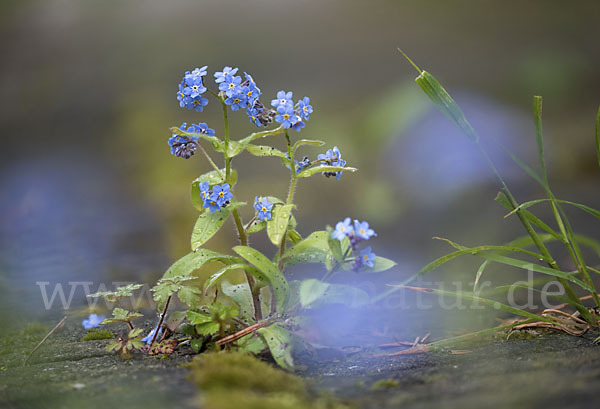 Wald-Vergißmeinnicht (Myosotis sylvatica sspec.frigida)