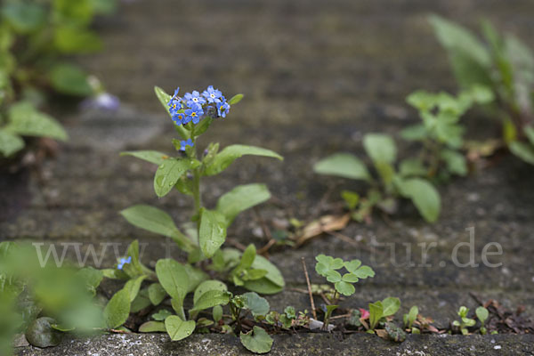 Wald-Vergißmeinnicht (Myosotis sylvatica sspec.frigida)