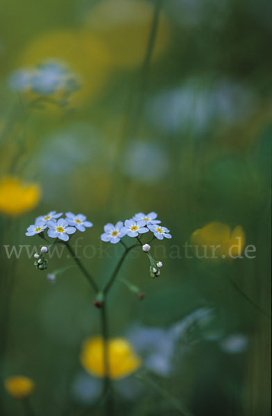 Wald-Vergißmeinnicht (Myosotis sylvatica sspec.frigida)