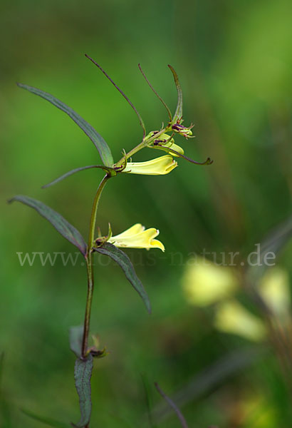 Wald-Wachtelweizen (Melampyrum sylvaticum)