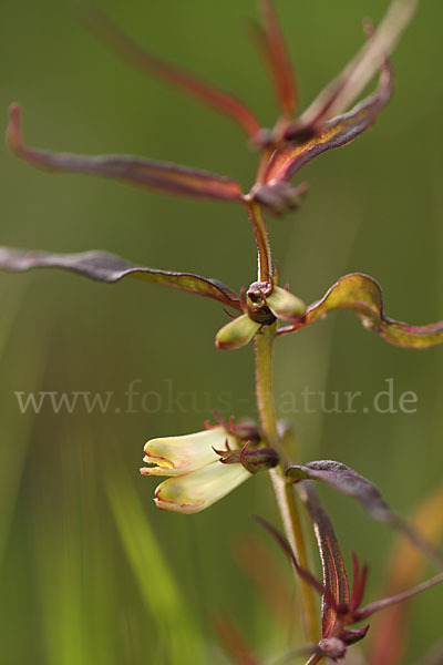 Wald-Wachtelweizen (Melampyrum sylvaticum)