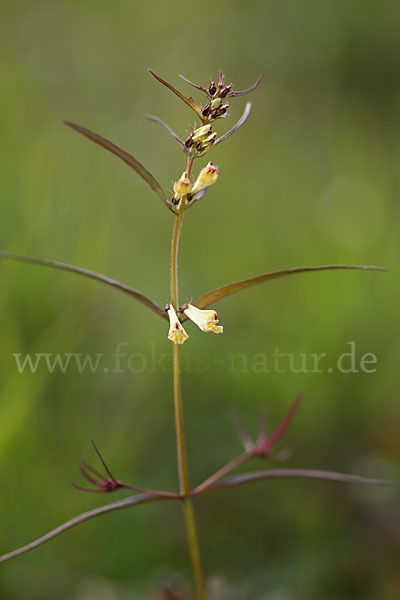 Wald-Wachtelweizen (Melampyrum sylvaticum)