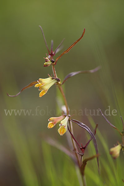 Wald-Wachtelweizen (Melampyrum sylvaticum)