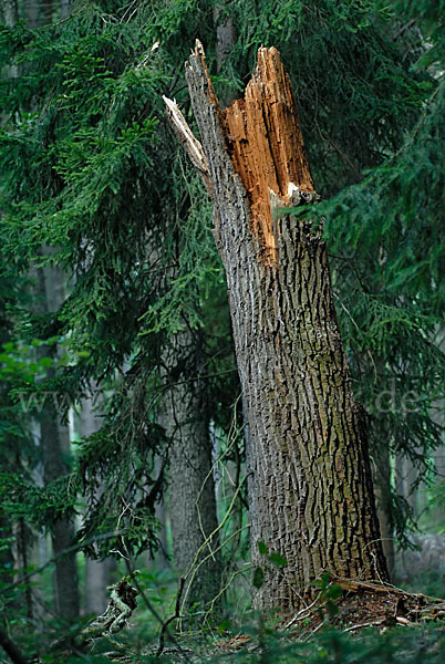 Wald (wood)