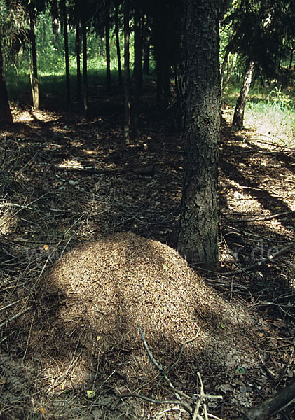 Waldameise (Formica spec.)