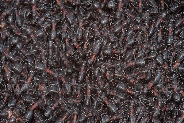 Waldameise (Formica spec.)