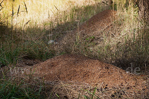 Waldameise (Formica spec.)