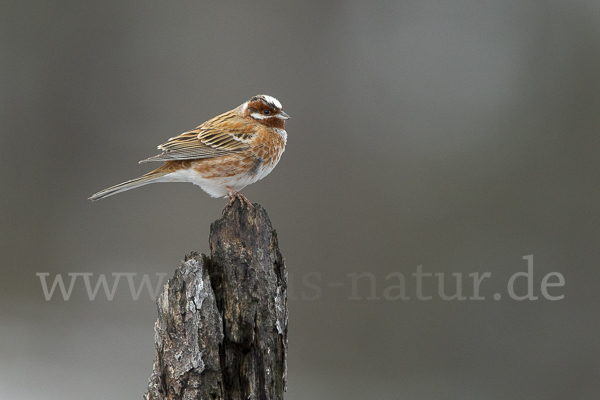 Waldammer (Emberiza leucocephalos)