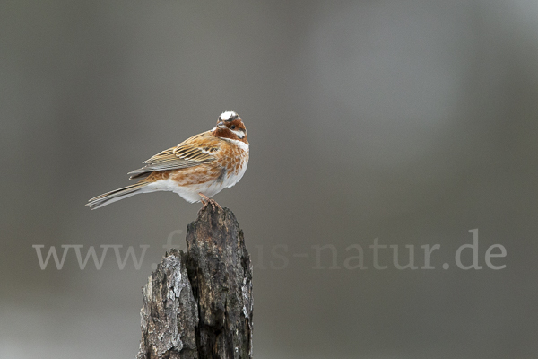 Waldammer (Emberiza leucocephalos)