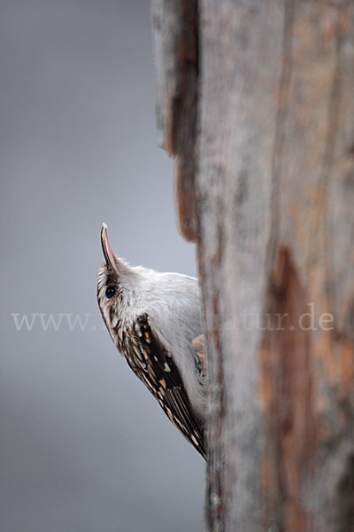 Waldbaumläufer (Certhia familiaris)