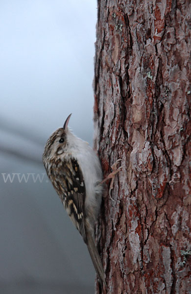 Waldbaumläufer (Certhia familiaris)