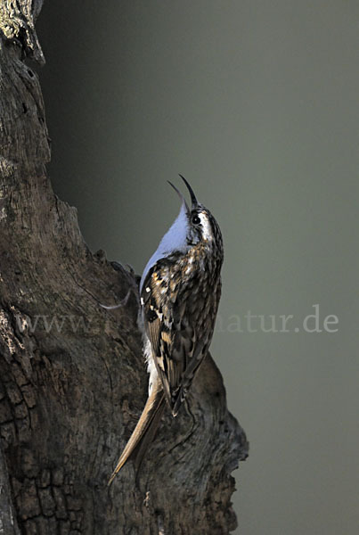 Waldbaumläufer (Certhia familiaris)