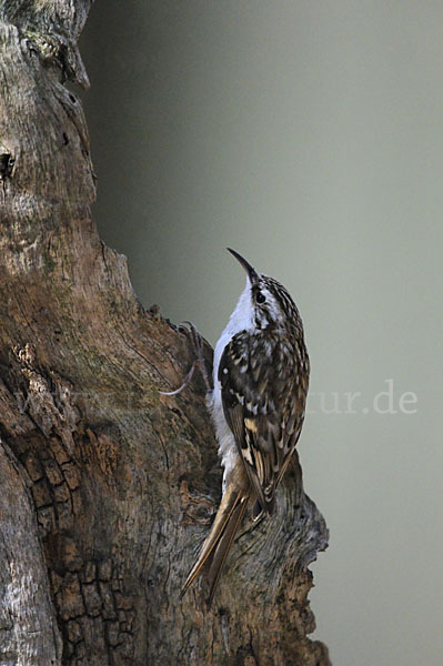 Waldbaumläufer (Certhia familiaris)