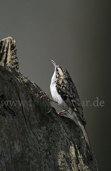 Waldbaumläufer (Certhia familiaris)