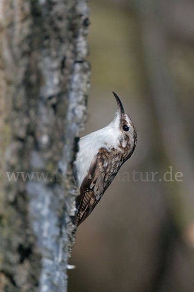 Waldbaumläufer (Certhia familiaris)