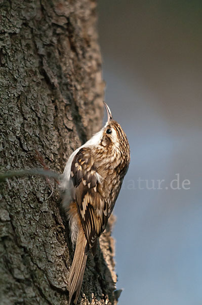 Waldbaumläufer (Certhia familiaris)