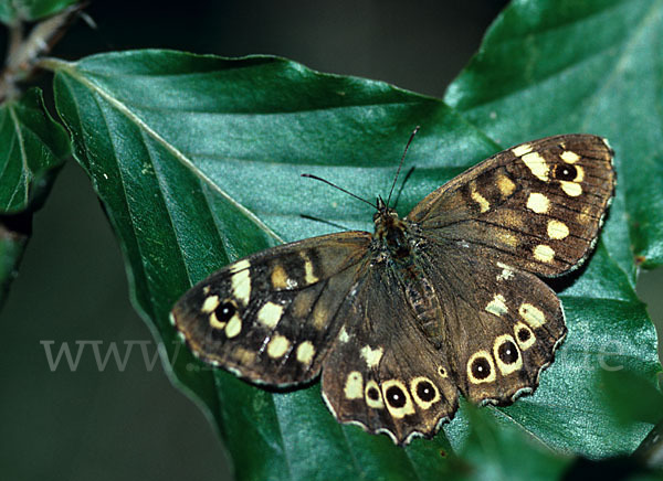 Waldbrettspiel (Pararge aegeria)