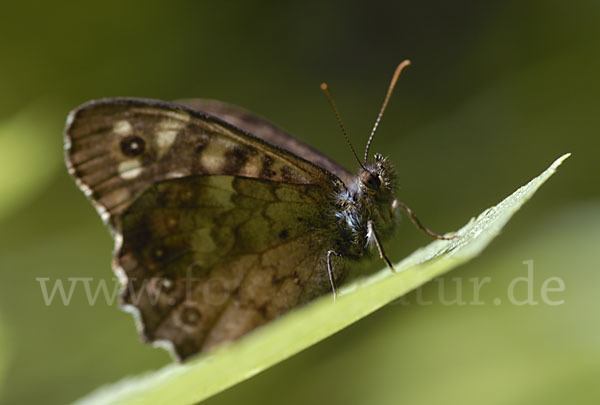 Waldbrettspiel (Pararge aegeria)