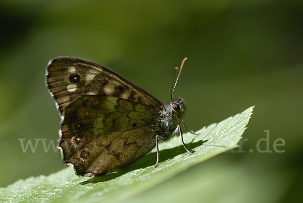 Waldbrettspiel (Pararge aegeria)