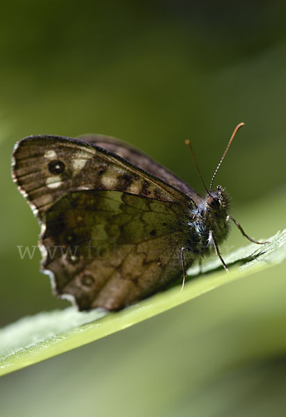 Waldbrettspiel (Pararge aegeria)