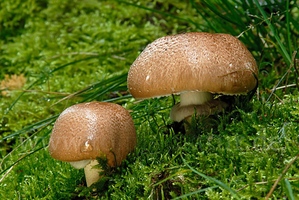 Waldchampignon (Agaricus syilvaticus)