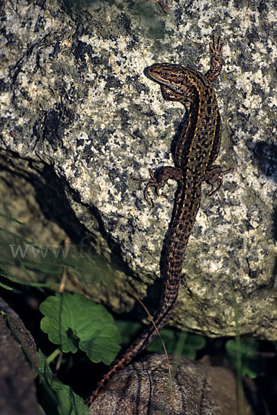 Waldeidechse (Lacerta vivipara)