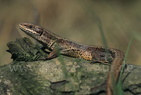 Waldeidechse (Lacerta vivipara)