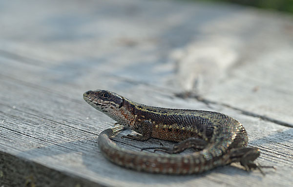 Waldeidechse (Lacerta vivipara)